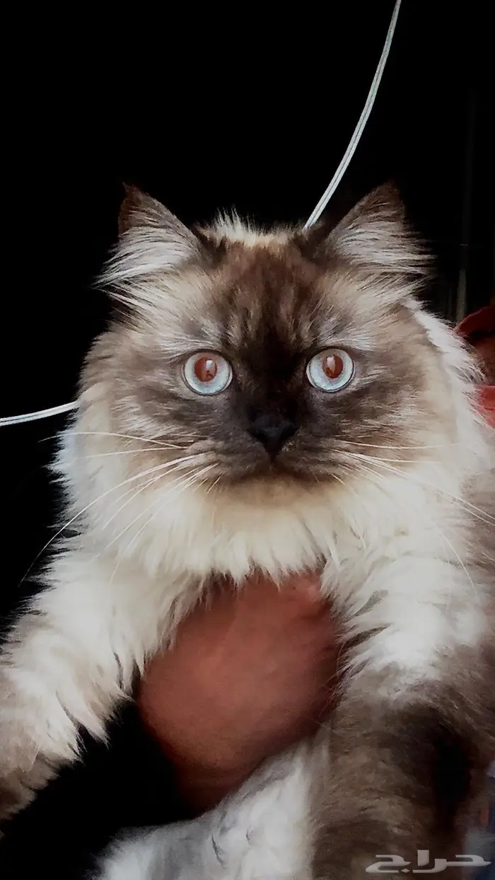 قط ذكر هملايا معقم عمر 3 سنوات 0