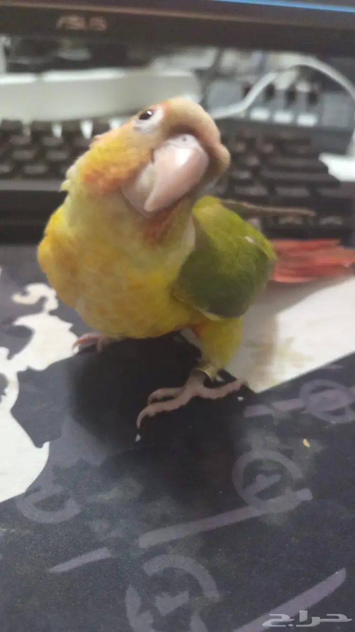 طائر كنيور 4