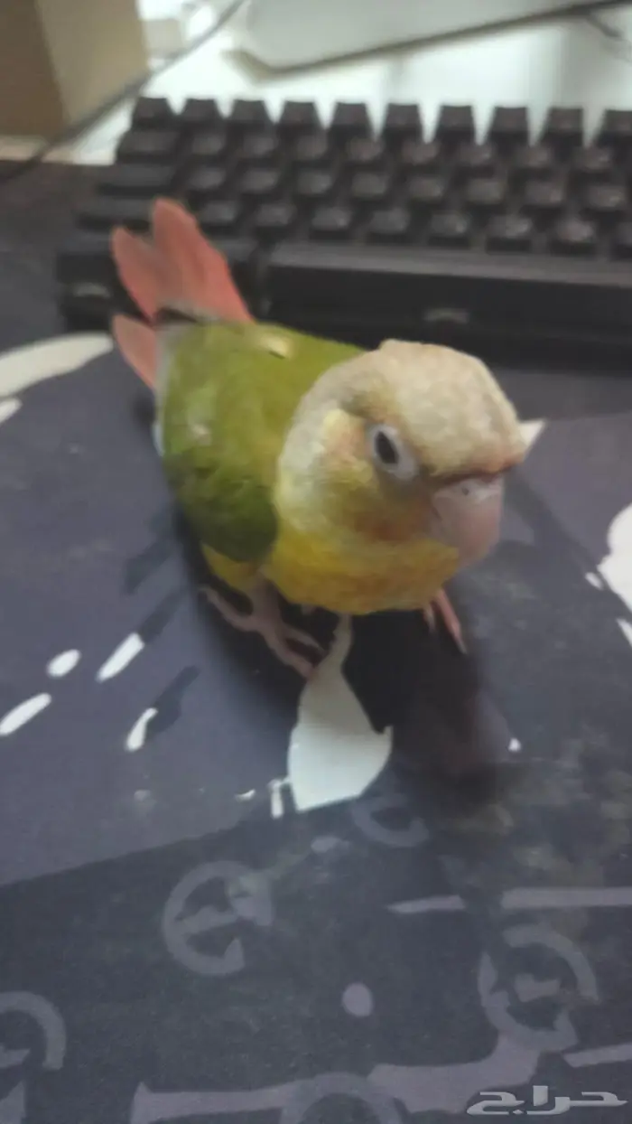 طائر كنيور 2