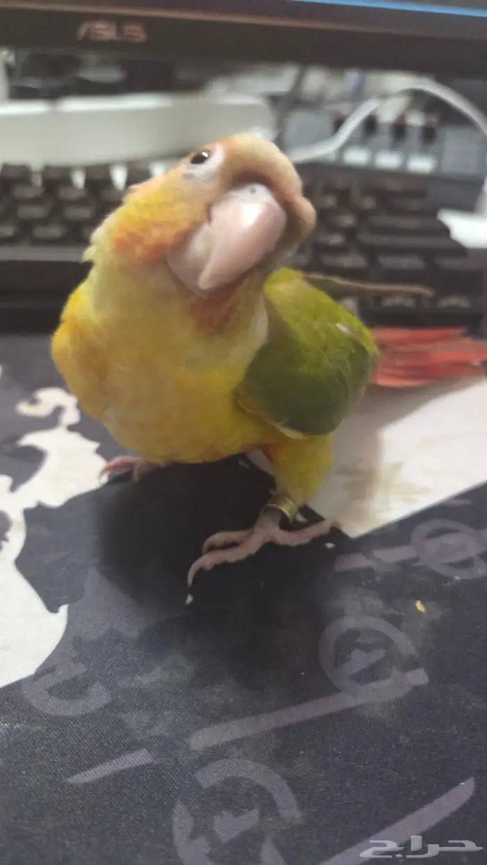 طائر كنيور 1