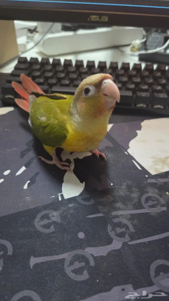 طائر كنيور 3