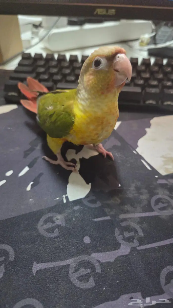 طائر كنيور 0