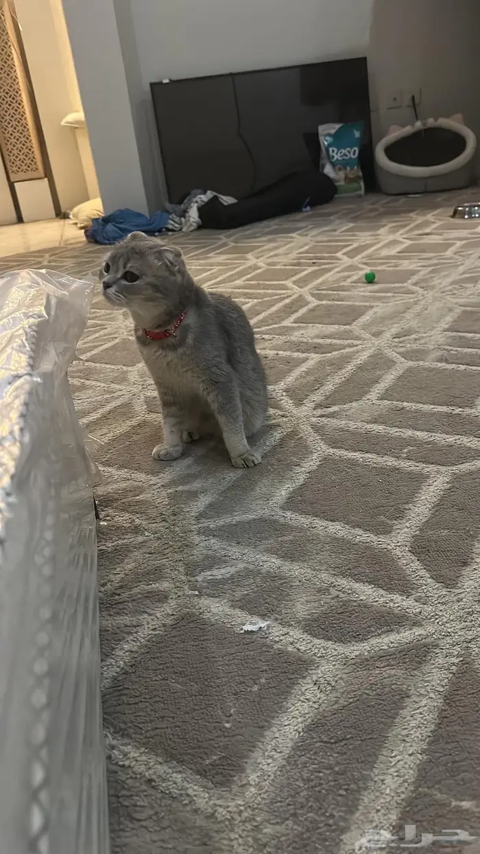 احتاج قط للتزواج 0