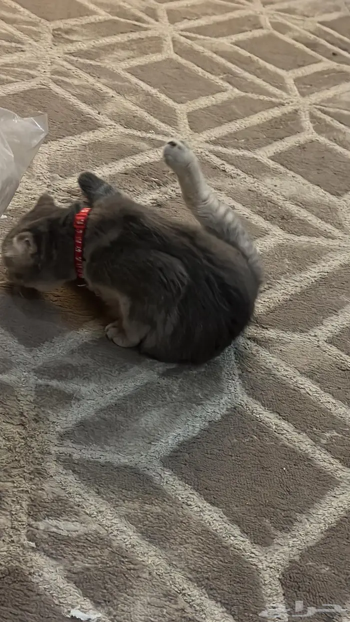 احتاج قط للتزواج 2