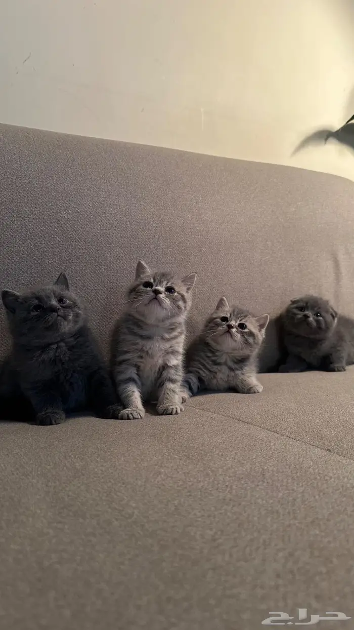 قطط سكوتش للبيع 1