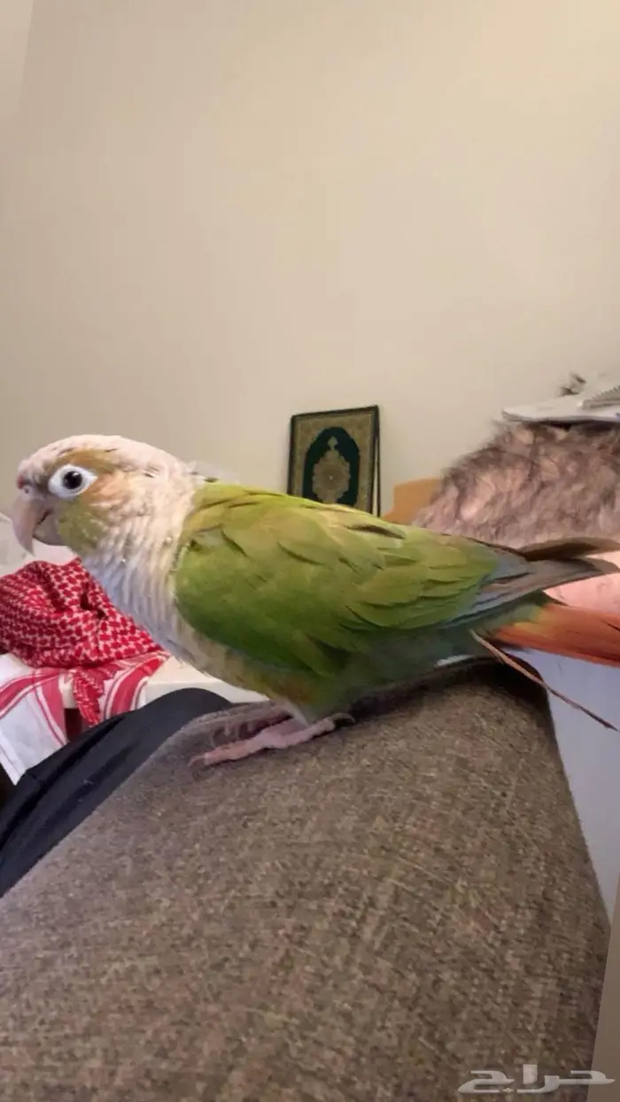 ببغاء كنيور اليف 2