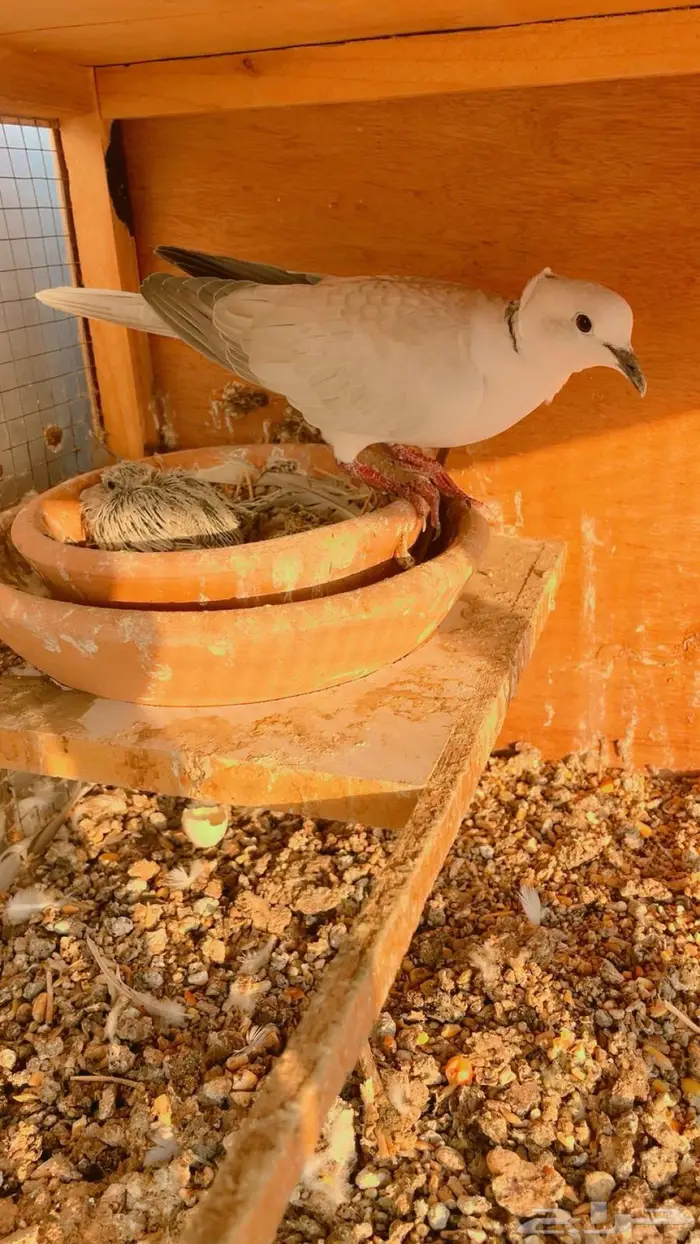 زوج قماري هولندي رصاصي 9