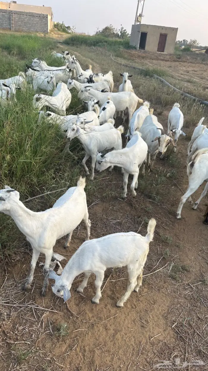 جديات اناثي للبيع العمر من 4-6 اشهر الموقع الخشابية 1