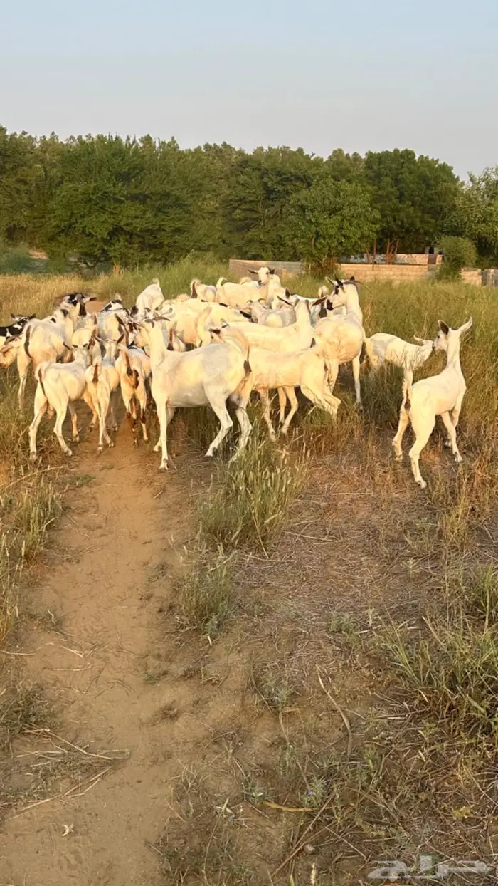 جديات اناثي للبيع العمر من 4-6 اشهر الموقع الخشابية 0