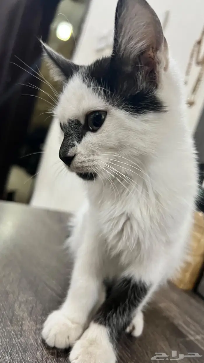 قطة ثنائية اللون (bicolor cat) 1