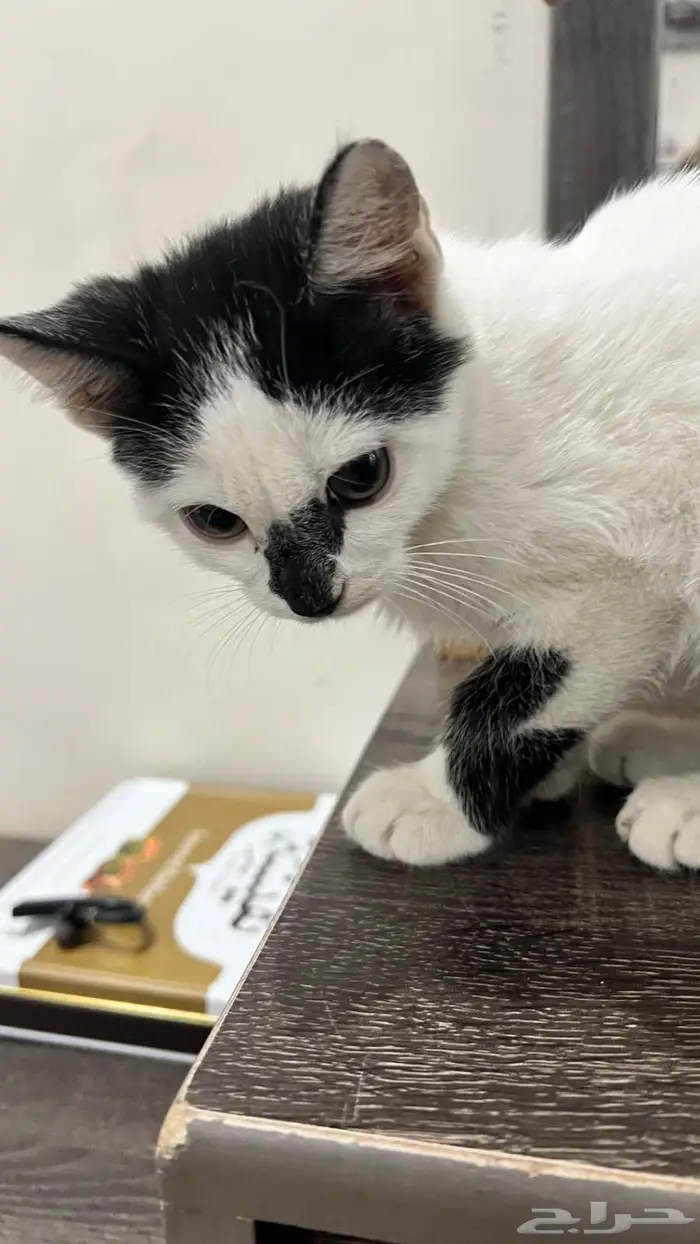 قطة ثنائية اللون (bicolor cat) 0