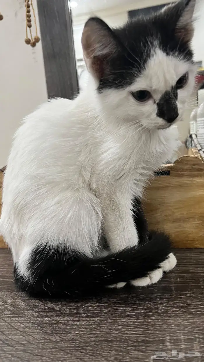 قطة ثنائية اللون (bicolor cat) 4