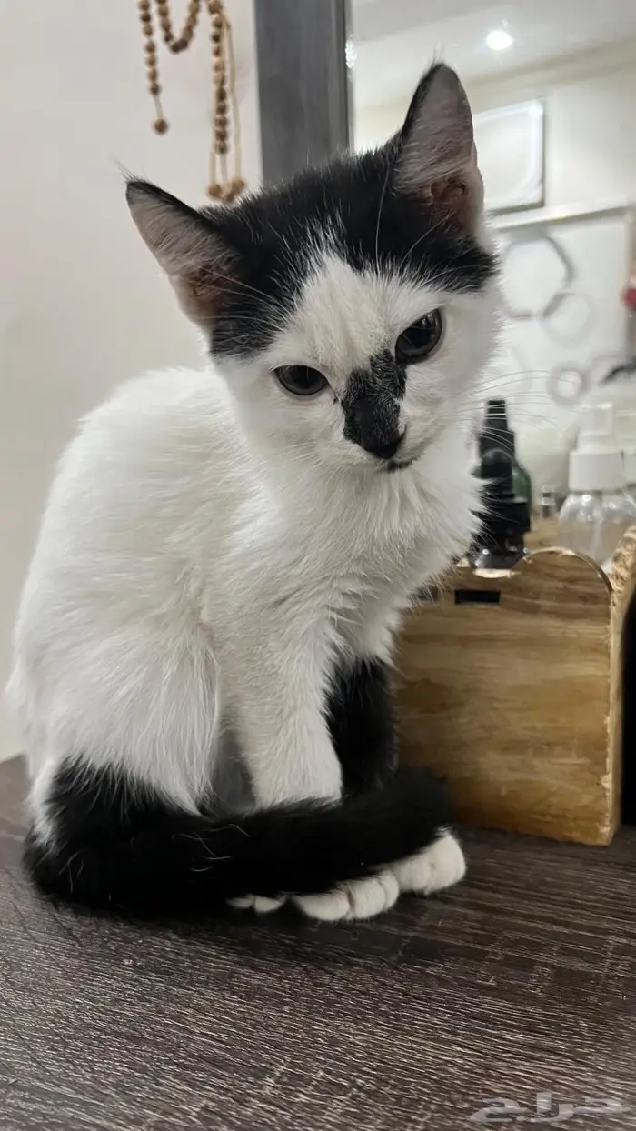 قطة ثنائية اللون (bicolor cat) 2