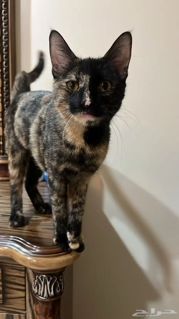 قطط انثى للتبني ( معقمه ) 4