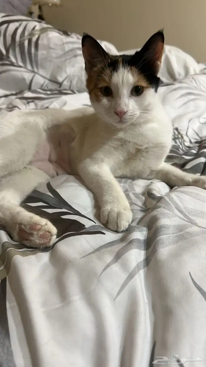 قطط انثى للتبني ( معقمه ) 2