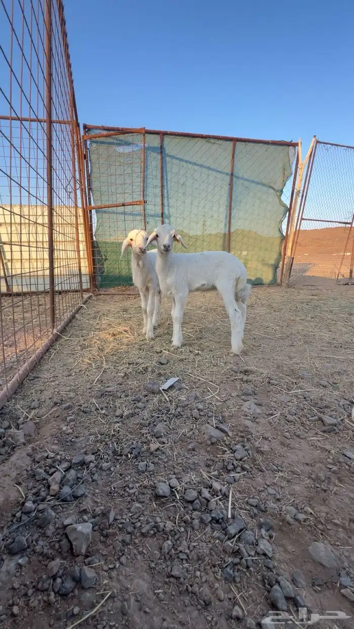 دواغير حري نظيفه تم البيع 1