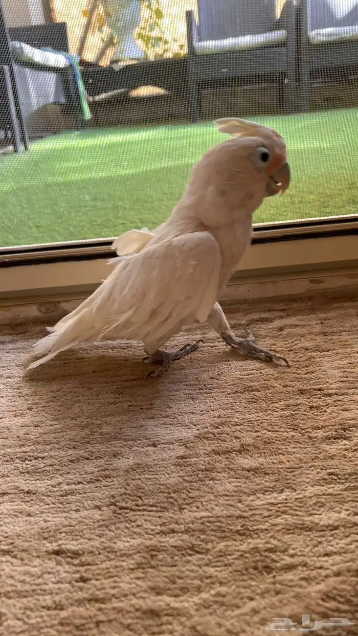 ببغاء كوكاتو ديكلوت 1