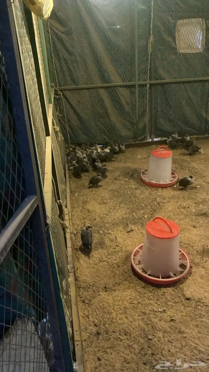 صوص العمر فوق شهر ونص 1