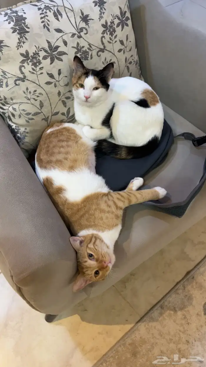 قطط انثى للتبني ( معقمه ) 0