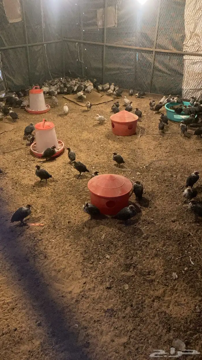 صوص العمر فوق شهر ونص 2