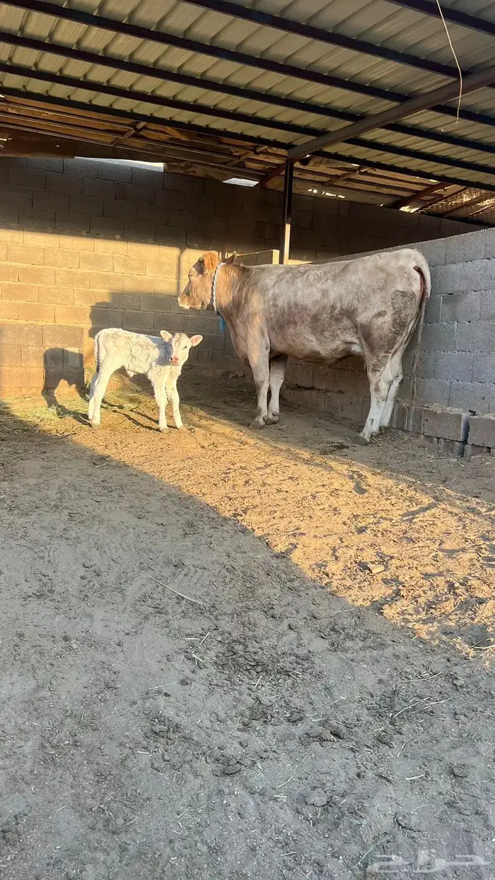 بقره المانيه خلفه 1