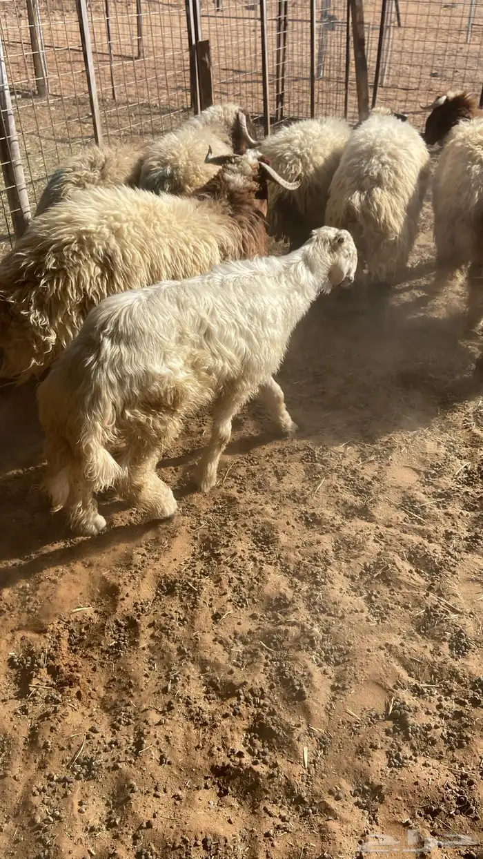 نجدي واحد من 3 شهور إلى أربع شهور ونص وخروفين 8 شهور إلى 2