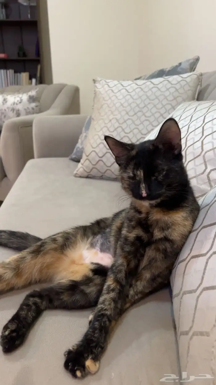 قطط انثى للتبني ( معقمه ) 1