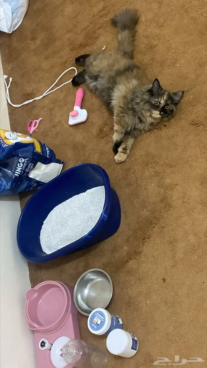 قطه مطعمه مع اغراضها 0