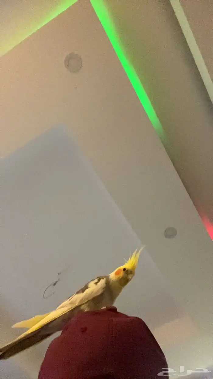 كروان اسمه كوكي 0