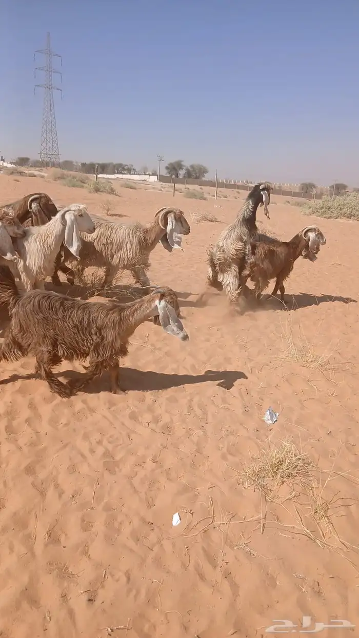 للبيع معزاء وحريات 2