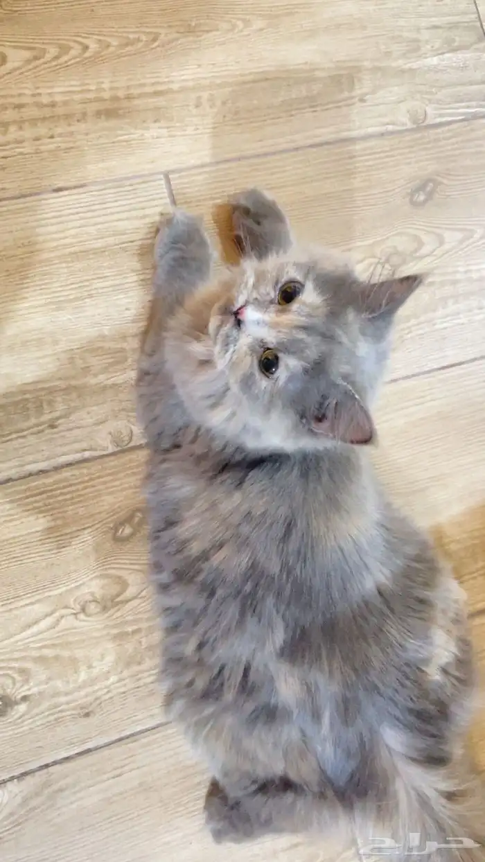 قطه شيرازي بيبي فيس للتبني 0