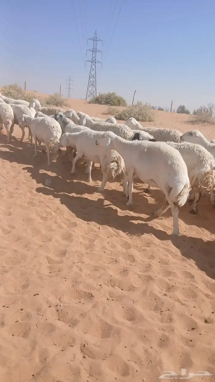 للبيع معزاء وحريات 7