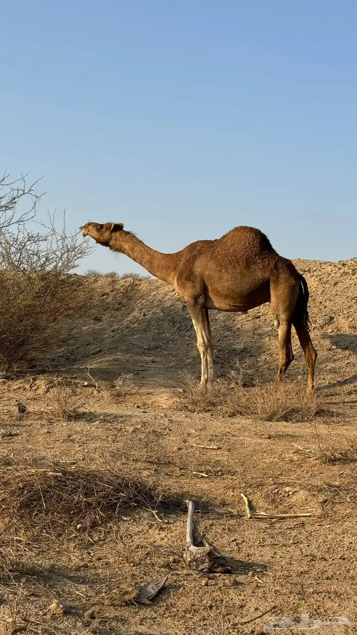 ناقه حمراء عكشاء 0