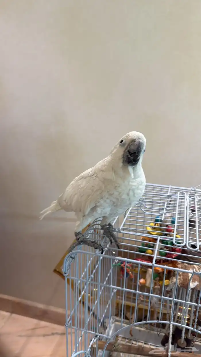 للبيع كوكاتو امبريلا 10