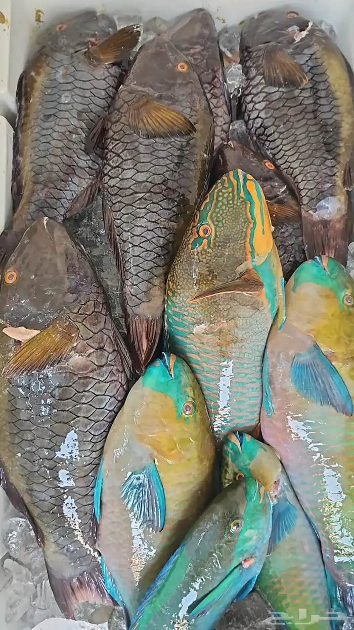 سمك اليوم طازج 2