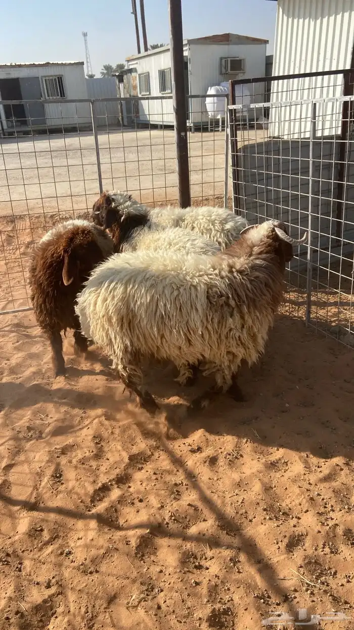 نجدي واحد من 3 شهور إلى أربع شهور ونص وخروفين 8 شهور إلى 1