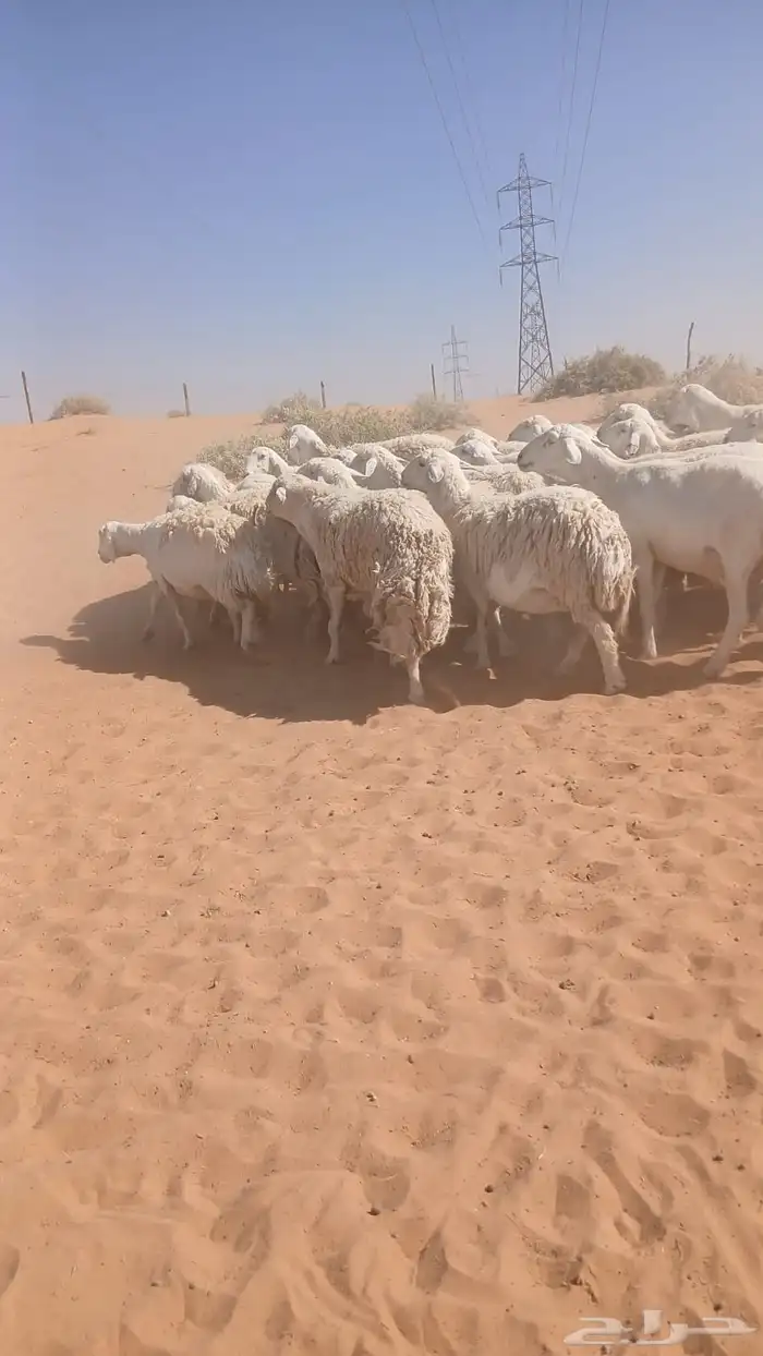 للبيع معزاء وحريات 4