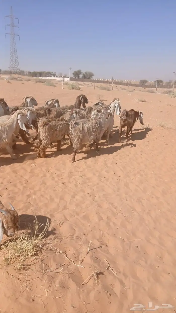 للبيع معزاء وحريات 1