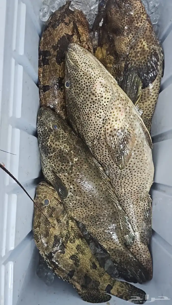 سمك اليوم طازج 8