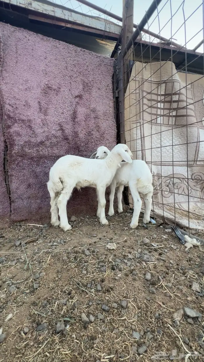 دواغير حري نظيفه تم البيع 0