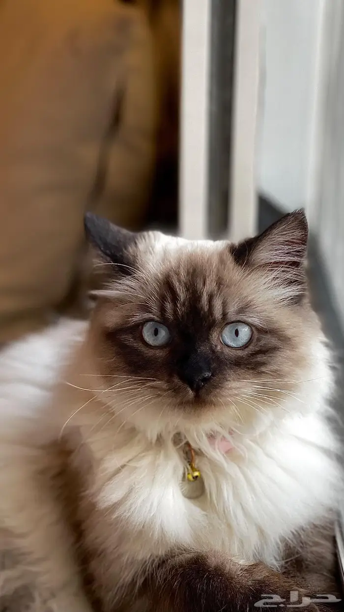 قط ذكر هملايا معقم عمر 3 سنوات 2