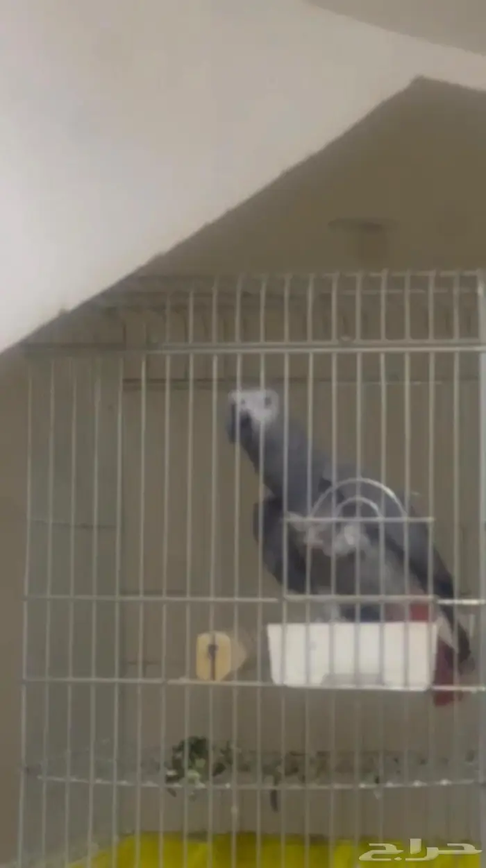 كاسكو بطل كلام 0