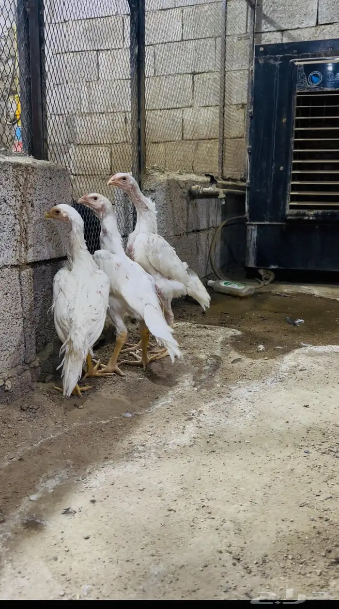 طقم شامو الماني هزاز 0