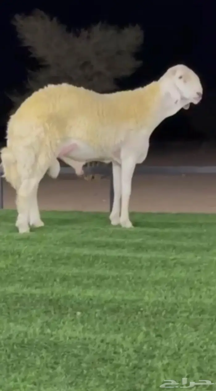 ي اهل الصنف للبيع مشروع فحل صنف 1