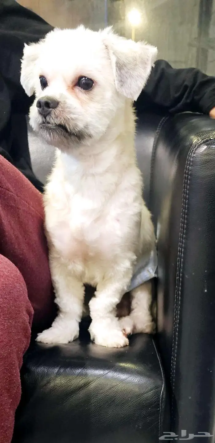 للتبني النوع كوتون محلوق options dog cotton 8