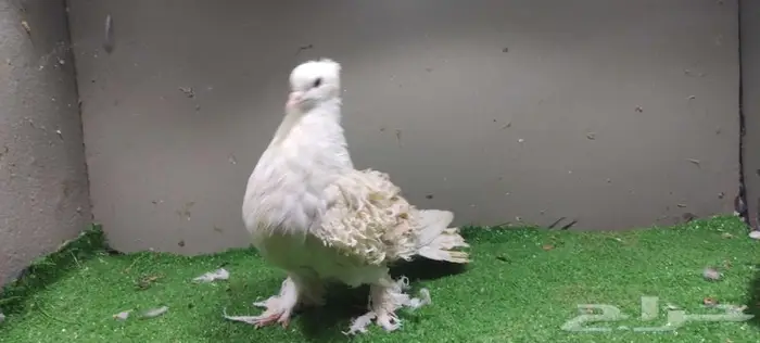 حمام كشكي ومفتل 1