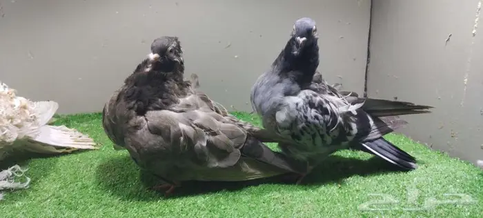 حمام كشكي ومفتل 2