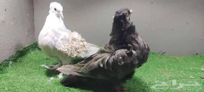 حمام كشكي ومفتل 0