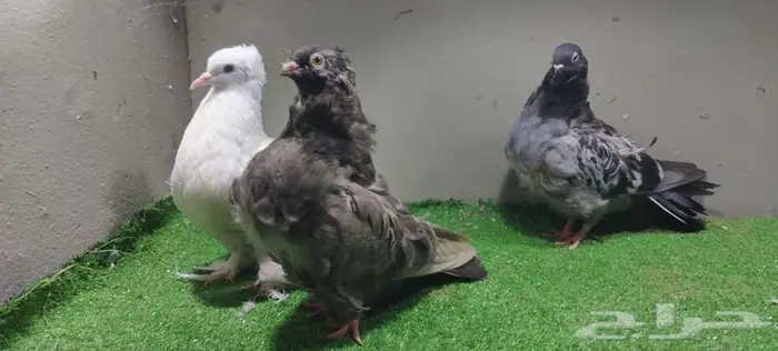 حمام كشكي ومفتل 3