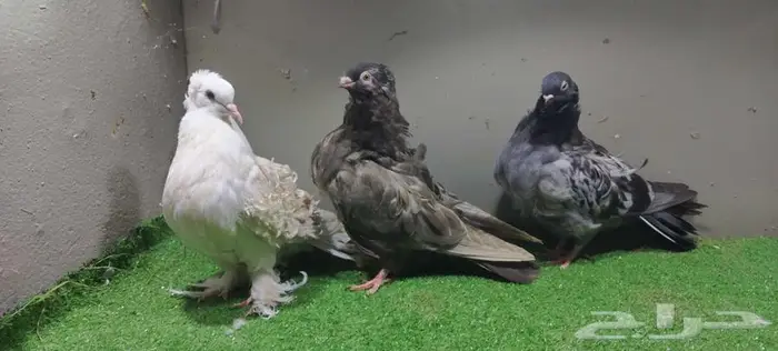 حمام كشكي ومفتل 4